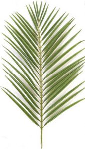 Palm Branch